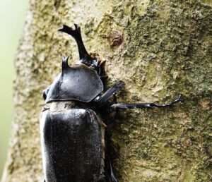 蘆竹羊稠步道甲蟲季6/22登場 邀您體驗大自然之美
