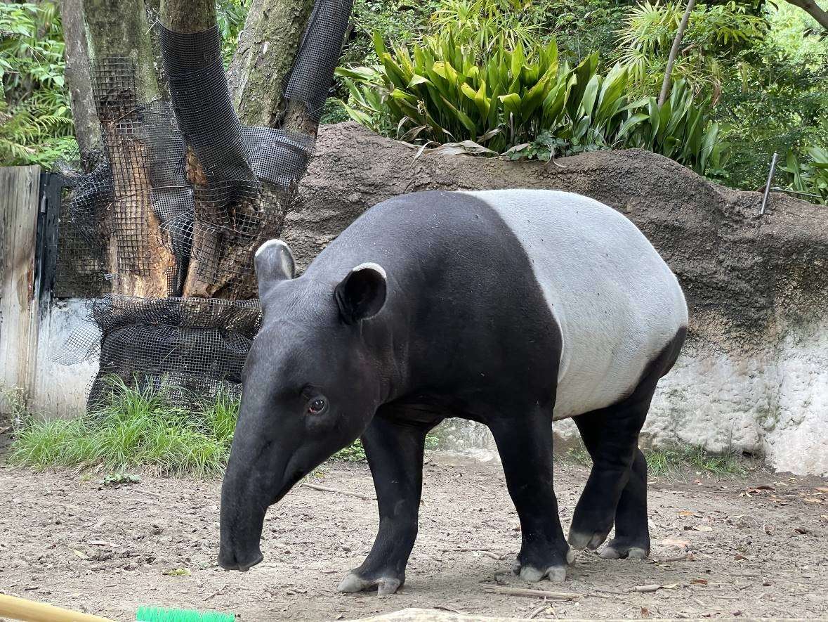 馬來貘「Hideo英雄」抵台亡 初判死因曝光 馬來貘英雄 橫濱動物園提供2 0