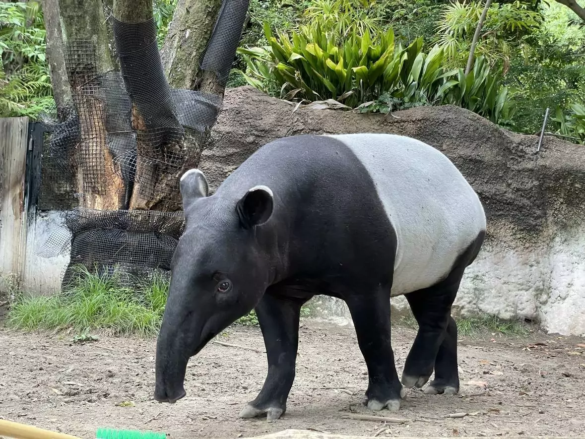馬來貘「Hideo英雄」抵台亡 初判死因曝光 馬來貘英雄 橫濱動物園提供2 0