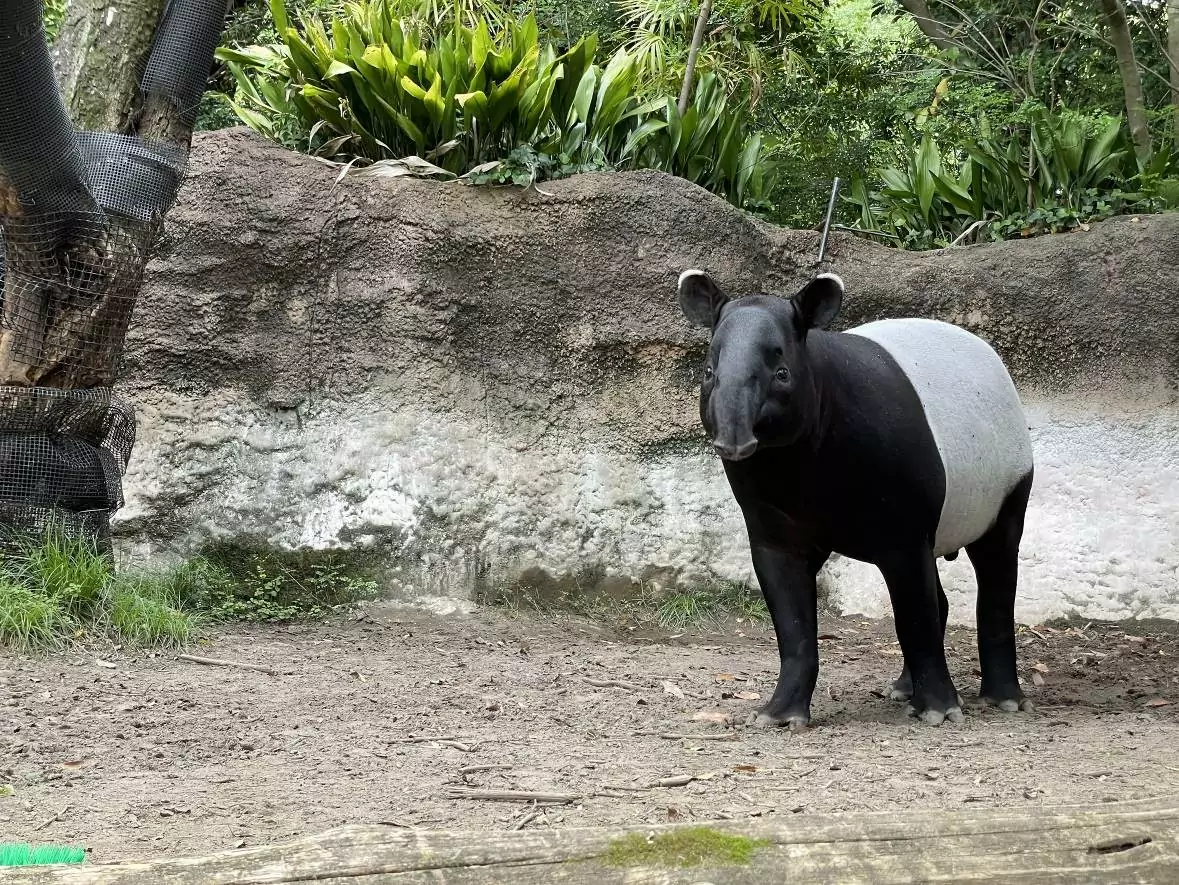 馬來貘「Hideo英雄」抵台亡 初判死因曝光 馬來貘英雄 橫濱動物園提供 0