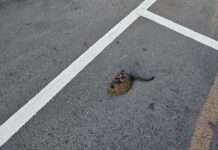 桃園龜山632戶停電 網友目睹松鼠掉下來