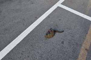 桃園龜山632戶停電 網友目睹松鼠掉下來