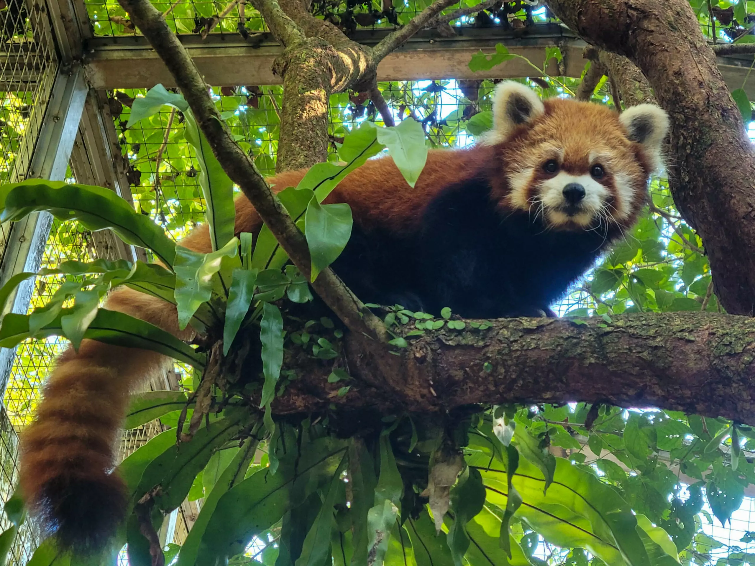 和大家說再見！動物園小貓熊「YaYa」腦病變離世 - 早安台灣新聞 | Morning Taiwan News