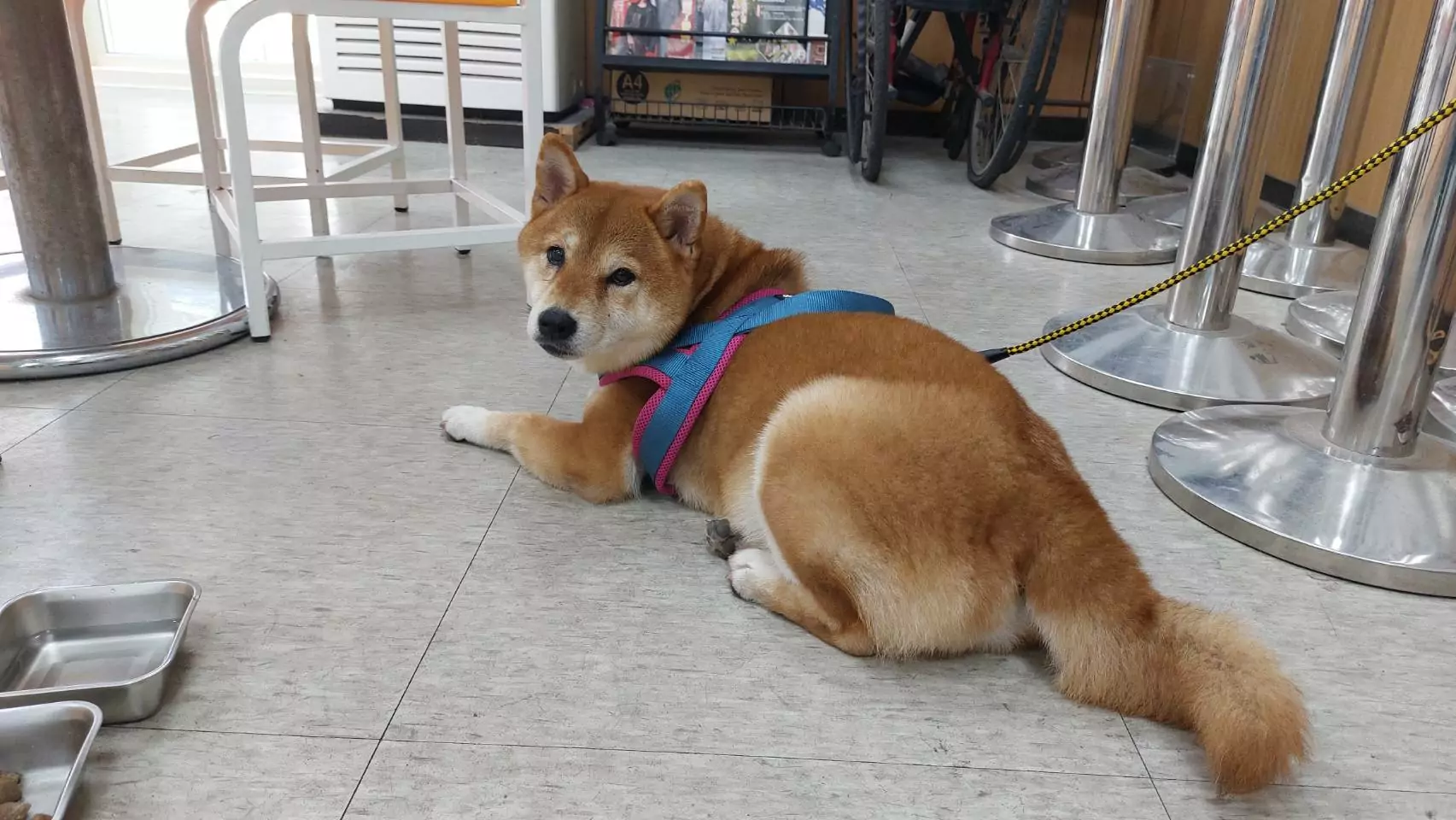 是你家的嗎?桃園柴犬迷路 警急尋飼主中 是你家的嗎?桃園柴犬迷路 警急尋飼主中