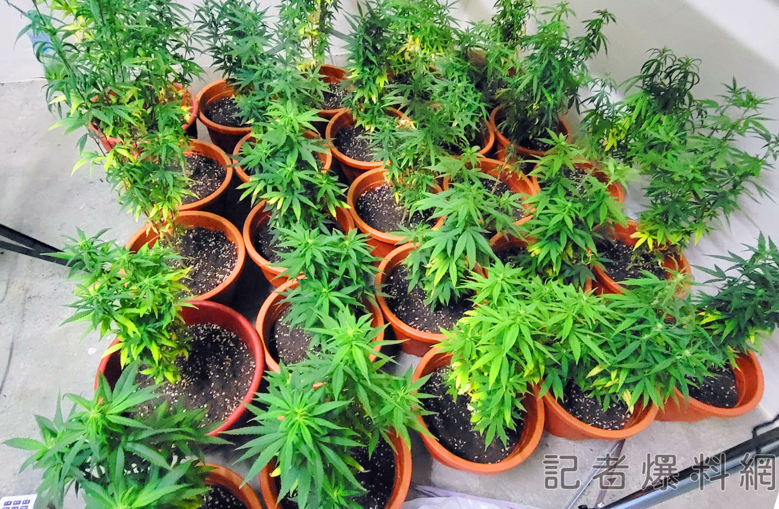 透天厝變開心農場 男上網自學培育、改良種大麻