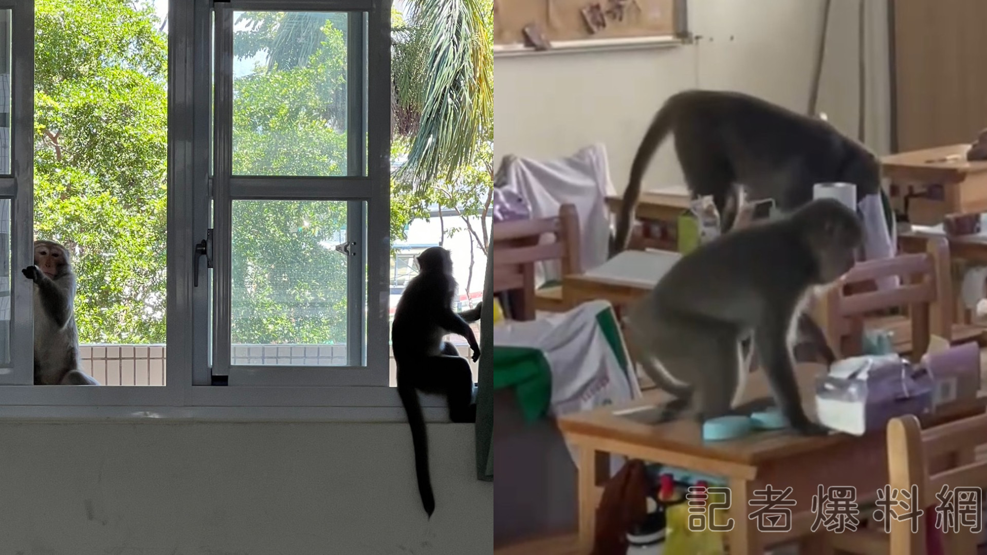 想上課?30隻猴子闖高中校園 校方急提醒關門窗