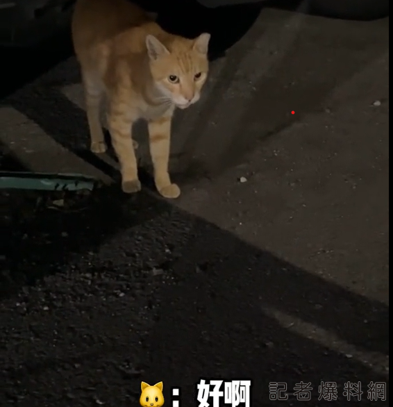 【有片】浪貓成精了?女網友餵吃罐罐 牠回應:好哇