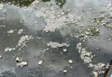 楊梅社子溪上萬條魚集體暴斃 臭氣熏天惹民怨