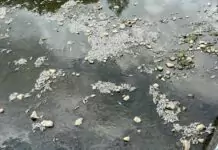 楊梅社子溪上萬條魚集體暴斃 臭氣熏天惹民怨 楊梅社子溪上萬條魚集體暴斃 臭氣熏天惹民怨
