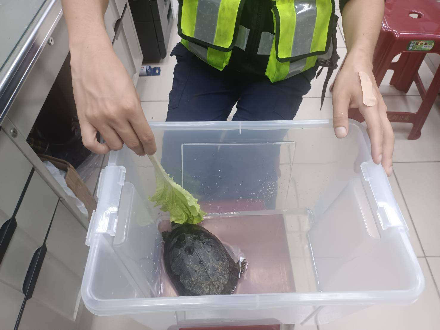 不明生物馬路上緩慢移動 蘆竹警靠近一看是牠 481001