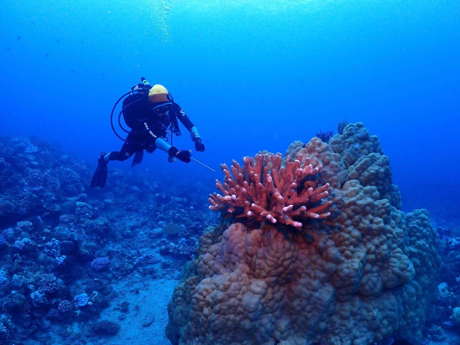 海保署推珊瑚生態永續課程 專業潛水教練帶你感受海洋之美 8286 0
