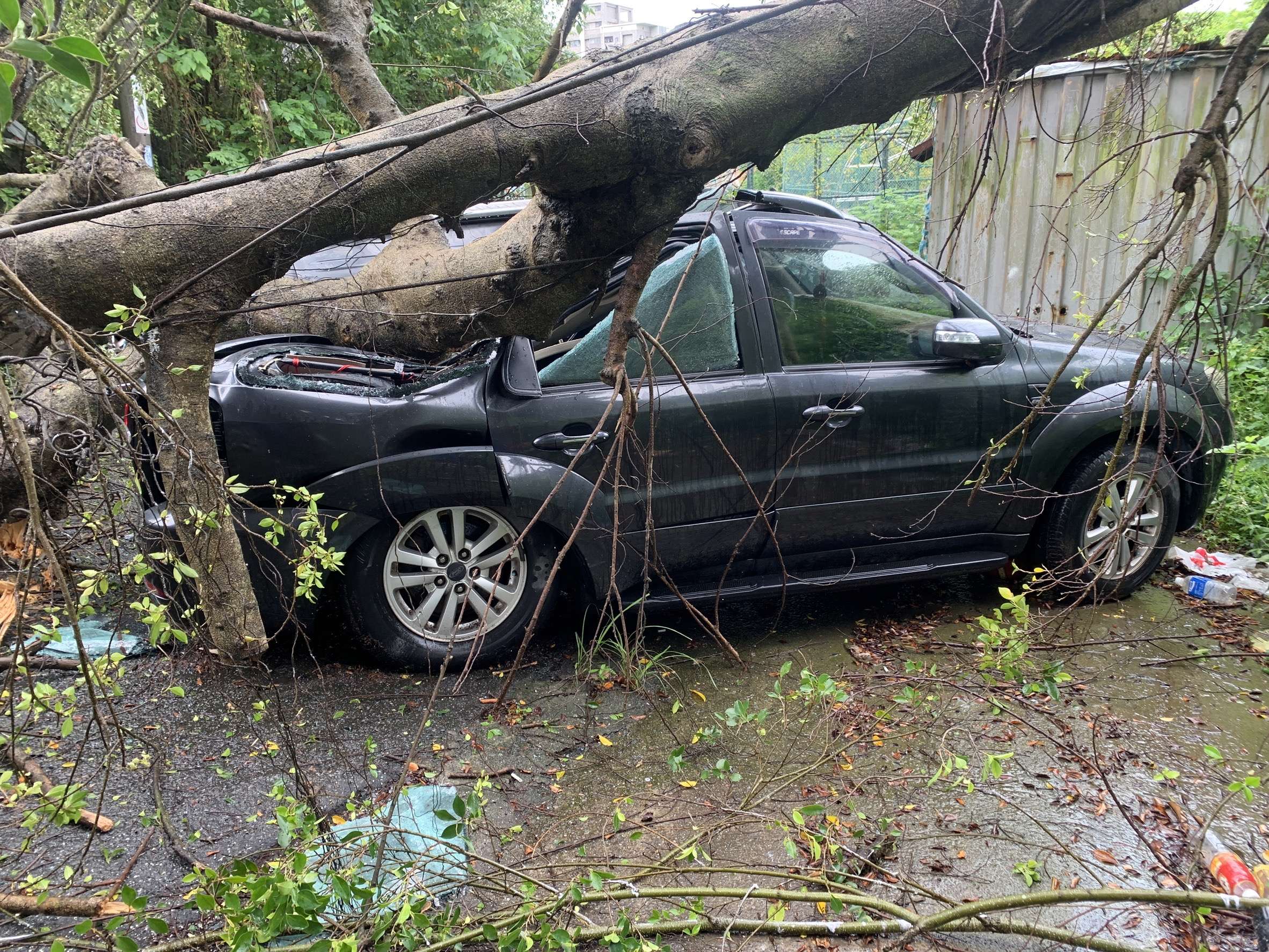 不敵強風龜山區樹倒壓車 里長籲重視危老舊建築 S 355885076 0