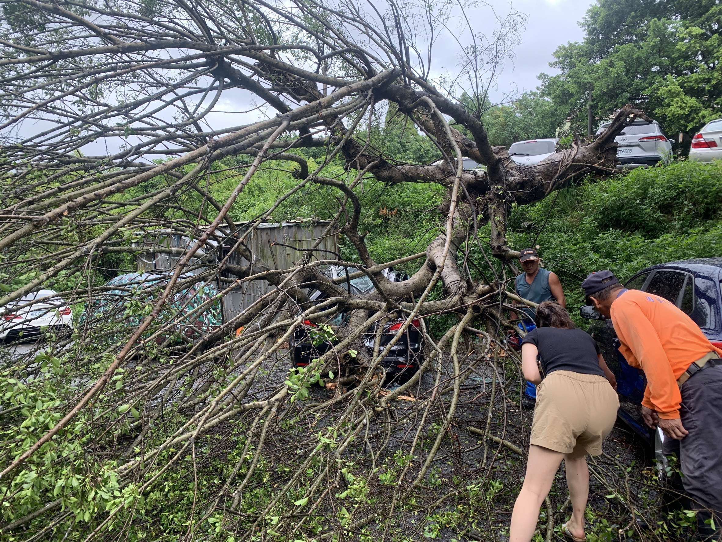 不敵強風龜山區樹倒壓車 里長籲重視危老舊建築 S 355885183