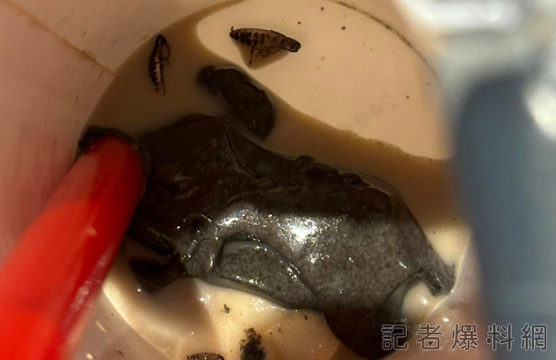【有片】嚇壞!飲料整杯都是小強 手搖飲業者道歉了