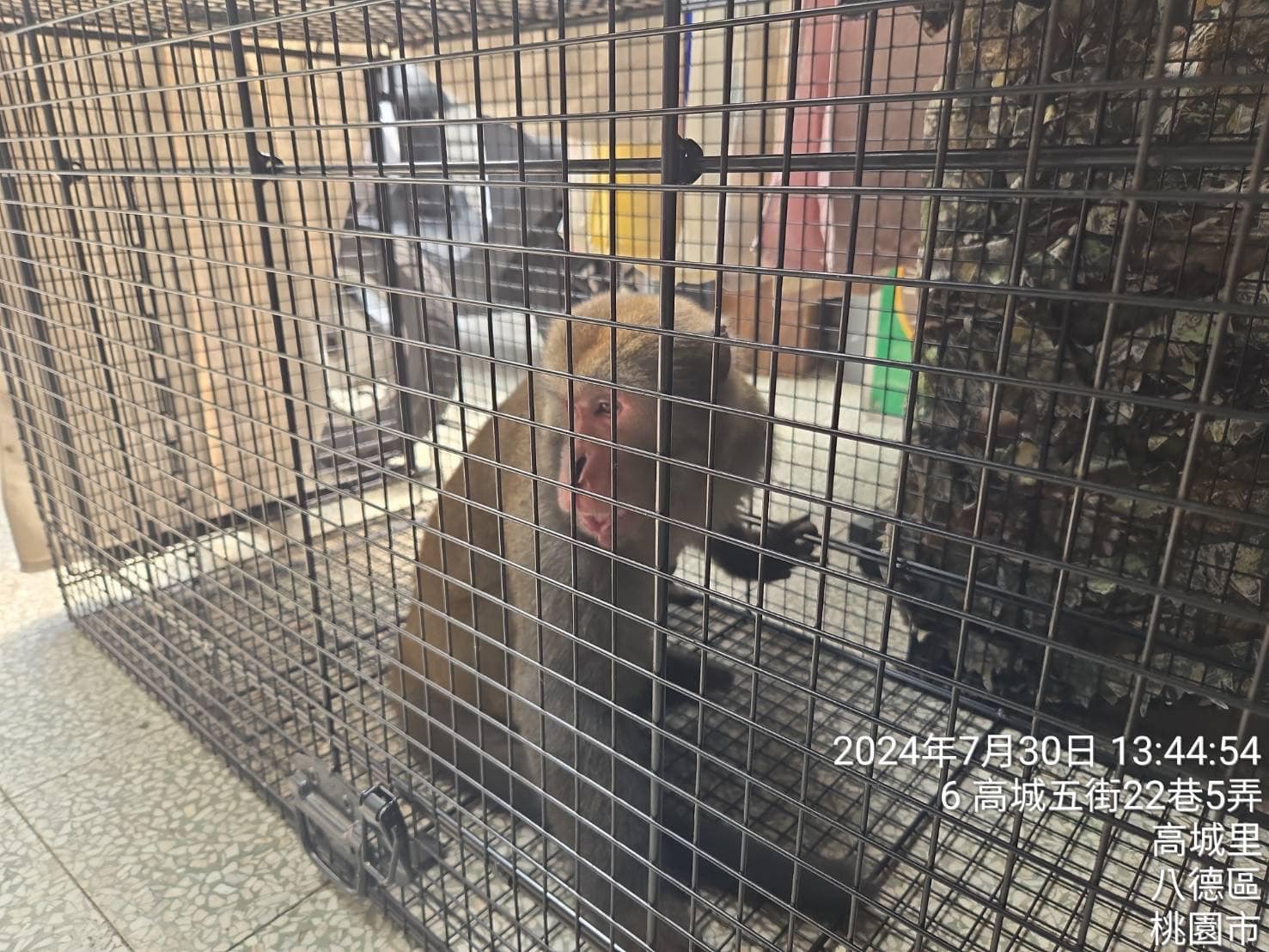 桃園平鎮驚見獼猴出沒 當街表演特技「走鋼索」 453408708 1106570130825766 5432477403981438454 n