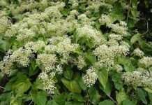 除草換現金!桃農業局邀民保護生態 收購小花蔓澤蘭每公斤5元