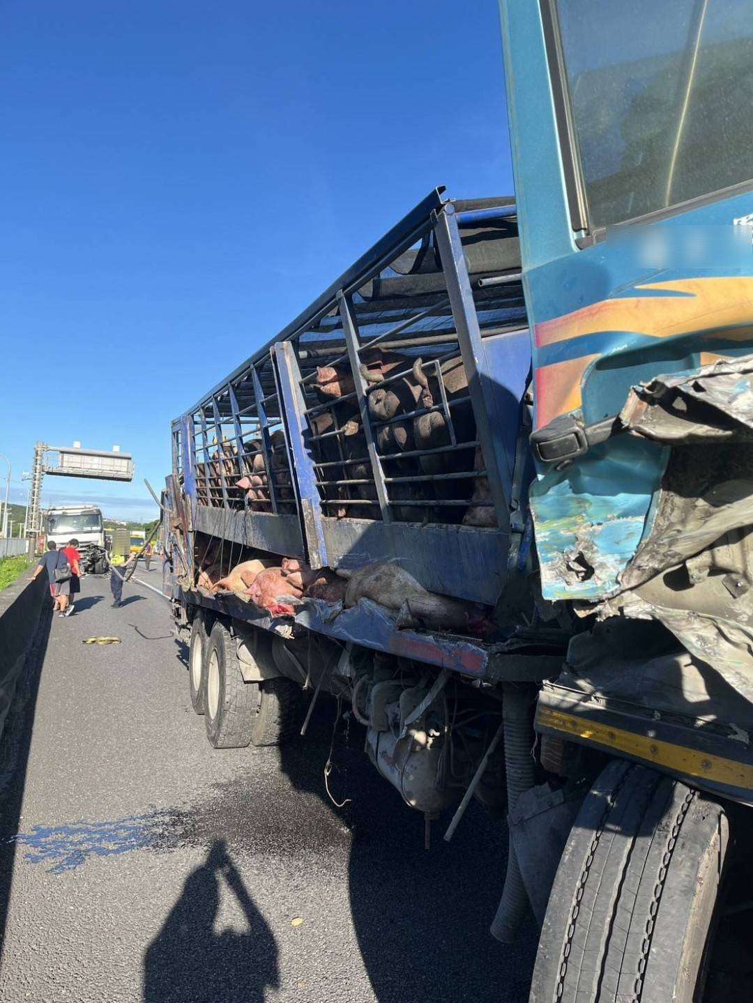 【有片】國1大貨車、半聯結車碰撞 3隻小豬車道上趴趴走 923452