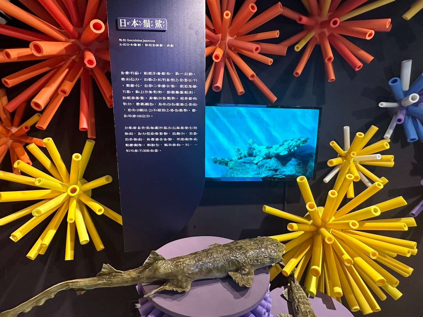 鯊魚來了!竹圍漁港攜手海洋藝術館 3貨櫃變身超萌海洋教室 LINE ALBUM 2024812 240812 21 0