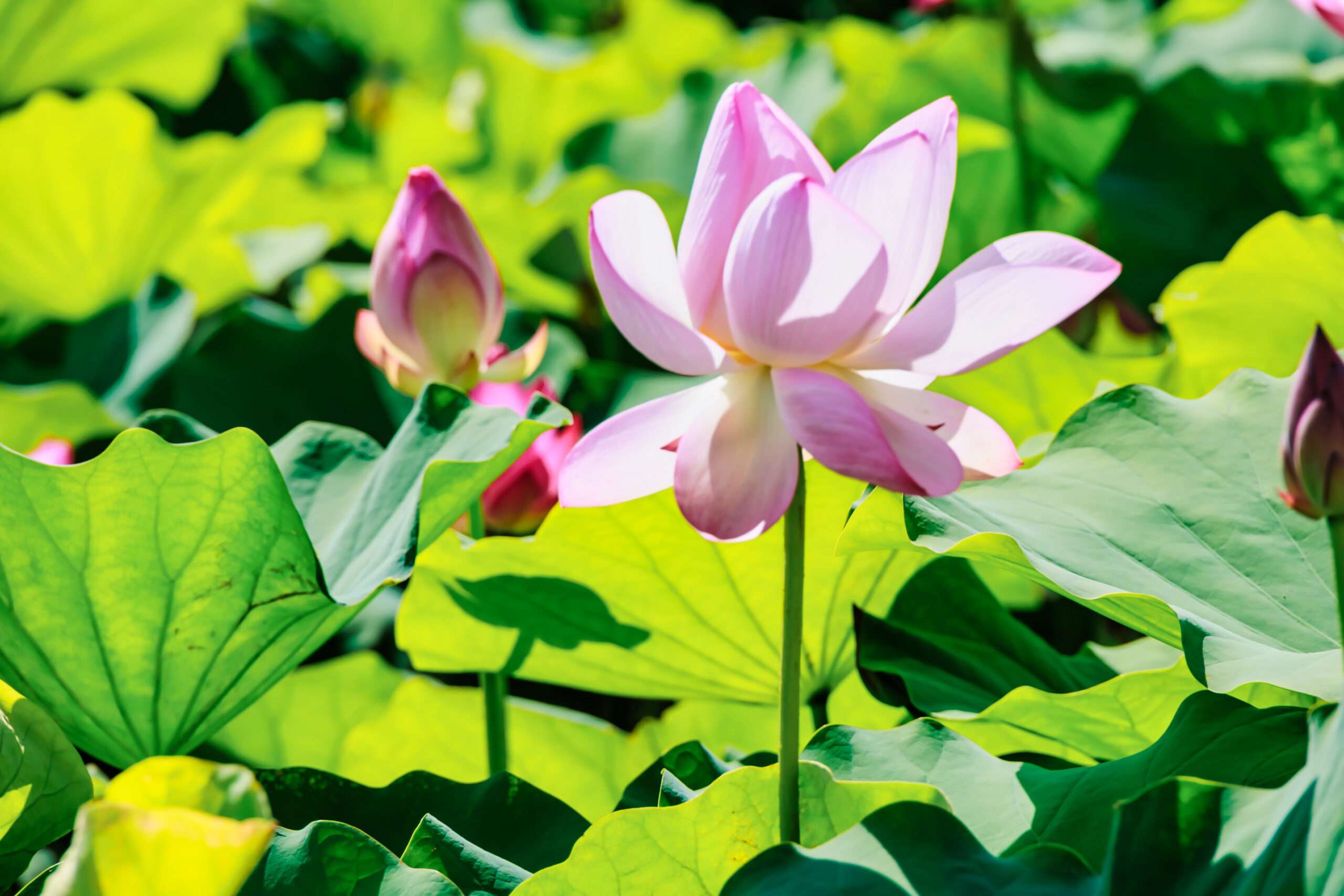 限時2天!穿原民元素服飾打卡按讚 桃園蓮花季送你限量特色農產品 R6 5401 0 scaled
