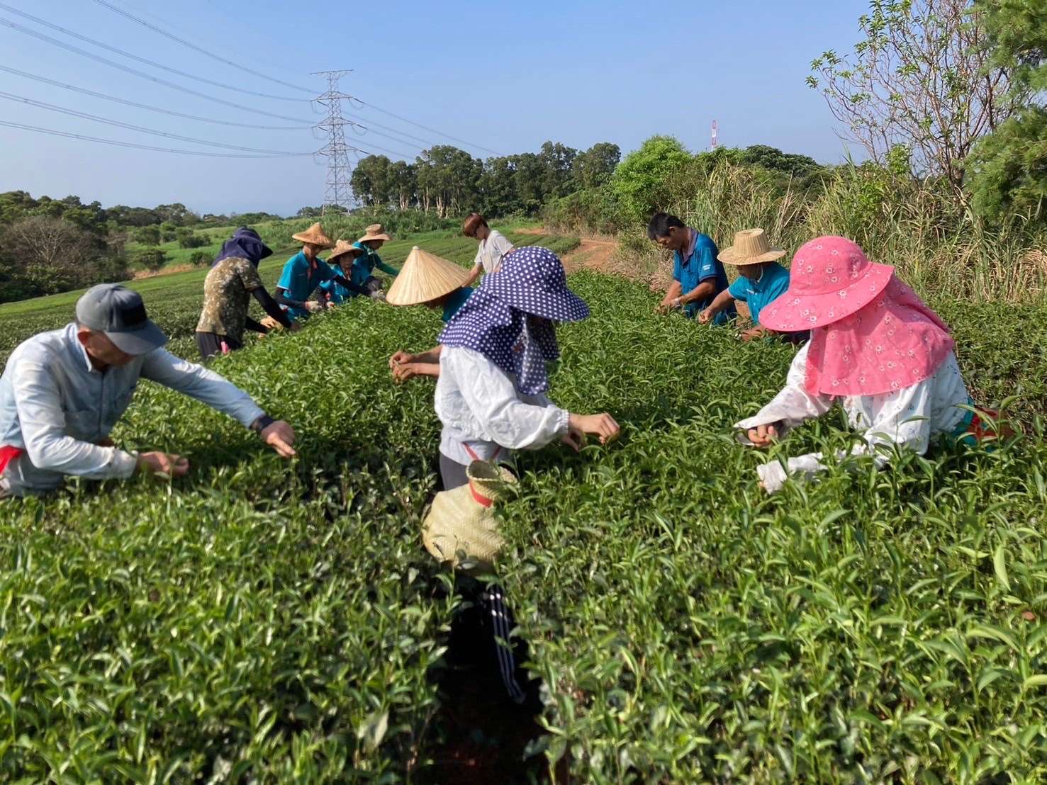 蘆竹區公所舉辦蘆峰紅茶製茶技術競賽 提升茶農生產技術 S 5251438 0