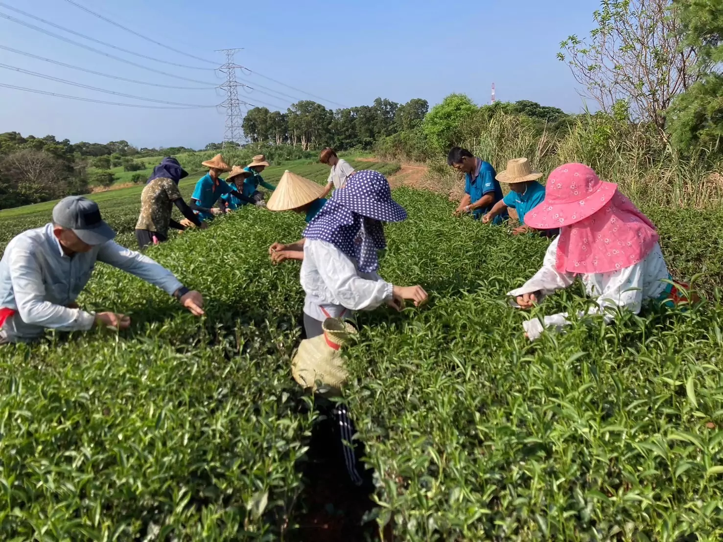 蘆竹區公所舉辦蘆峰紅茶製茶技術競賽 提升茶農生產技術 S 5251438 0