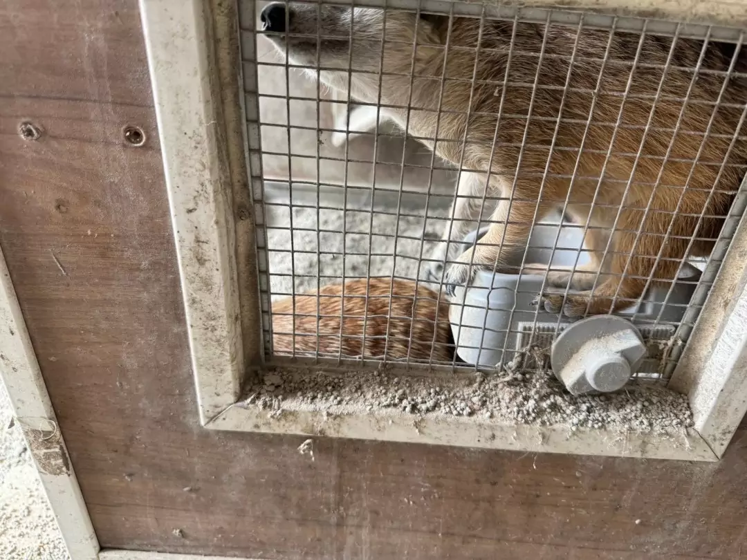 3隻狐獴助攻!桃警瓦解地下製毒工廠 3隻狐獴助攻!桃警瓦解地下製毒工廠