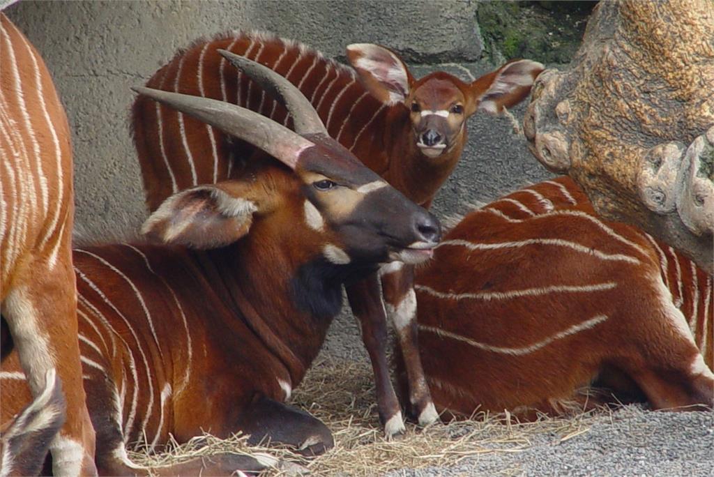 北市動物園慶祝麟洋配奪冠「羚羊合照」拿好禮 北市動物園慶祝麟洋配奪冠「羚羊合照」拿好禮