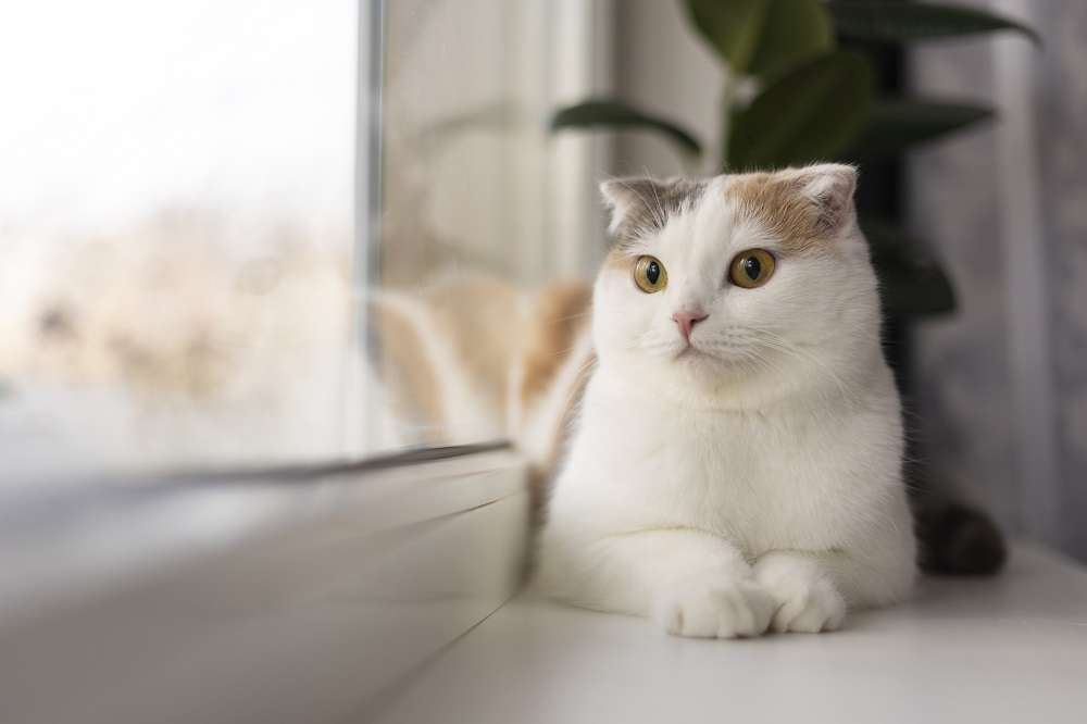 毛小孩就醫免煩惱 桃園、中壢這些獸醫院春節不打烊 close up portrait beautiful cat