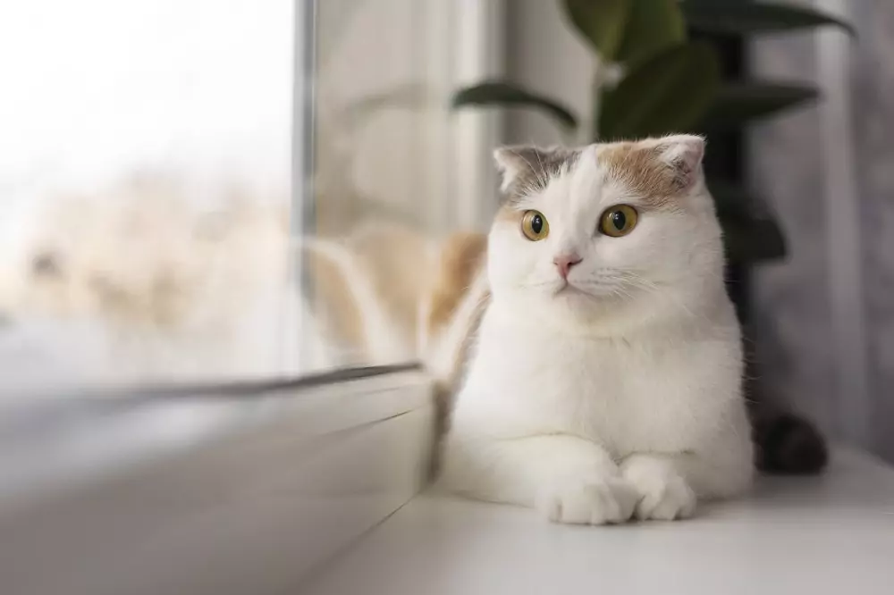 毛小孩就醫免煩惱 桃園、中壢這些獸醫院春節不打烊 close up portrait beautiful cat