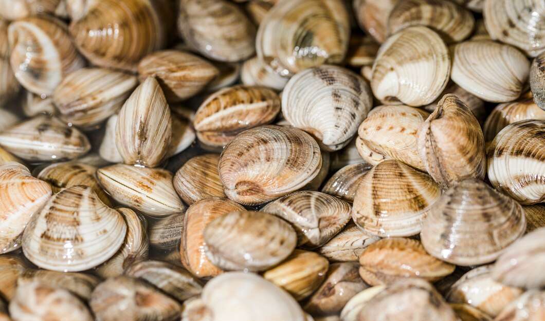 蛤仔、蜆仔傻傻分不清楚?營養價值超豐富 促進心血管健康 close up stack fresh clams 23 2148263873