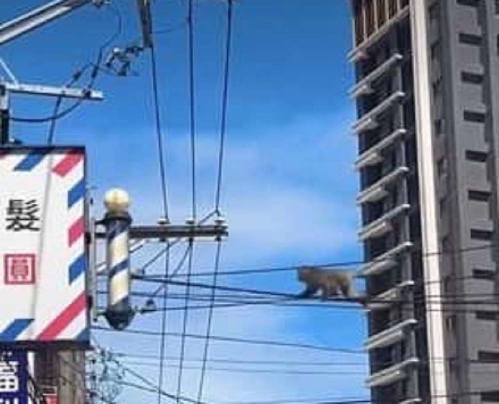 桃園平鎮驚見獼猴出沒 當街表演特技「走鋼索」 gkgh