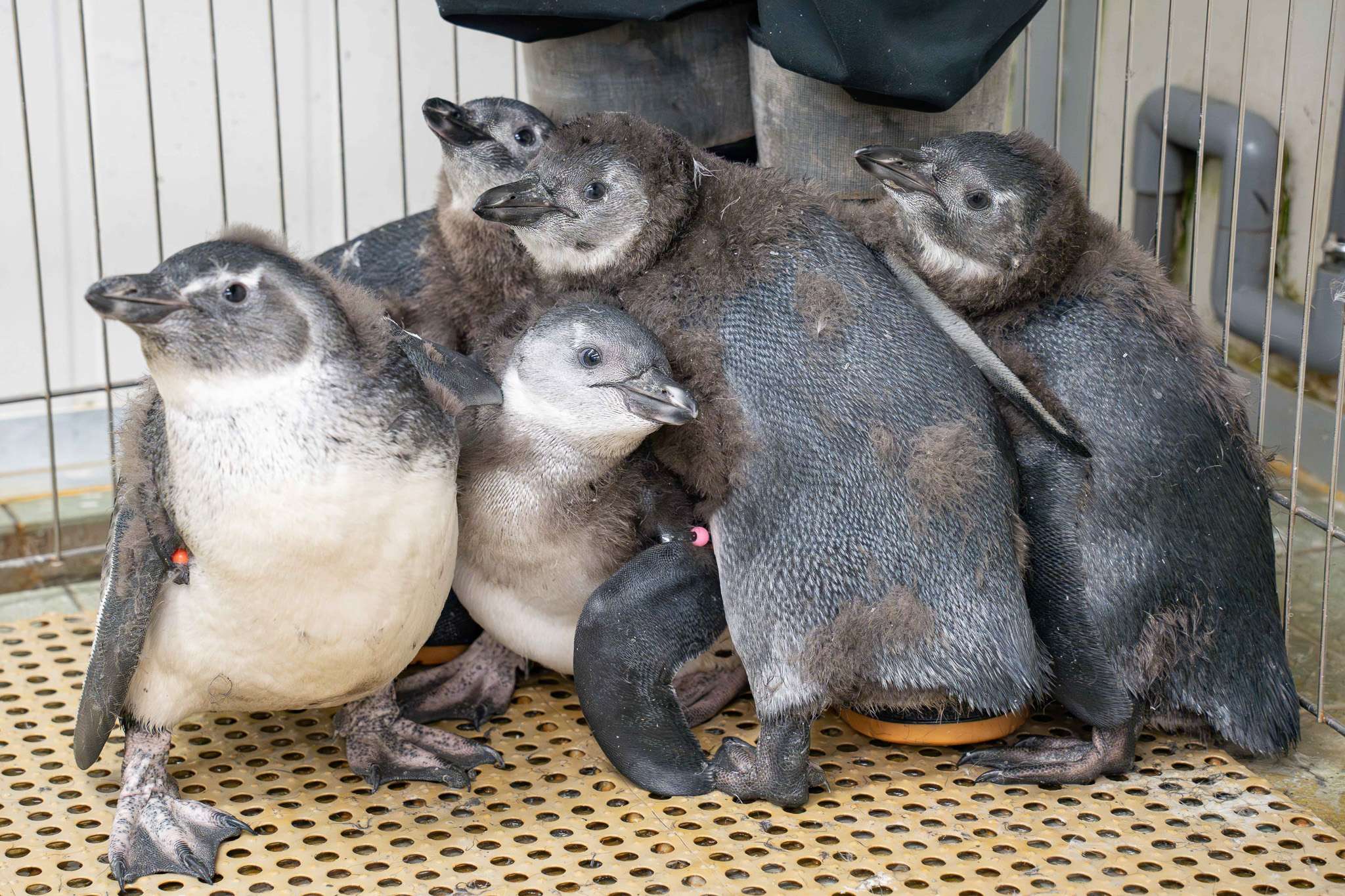 好萌!黑腳企鵝家族添7小福 動物園:2隻已換毛完成 rjfsw