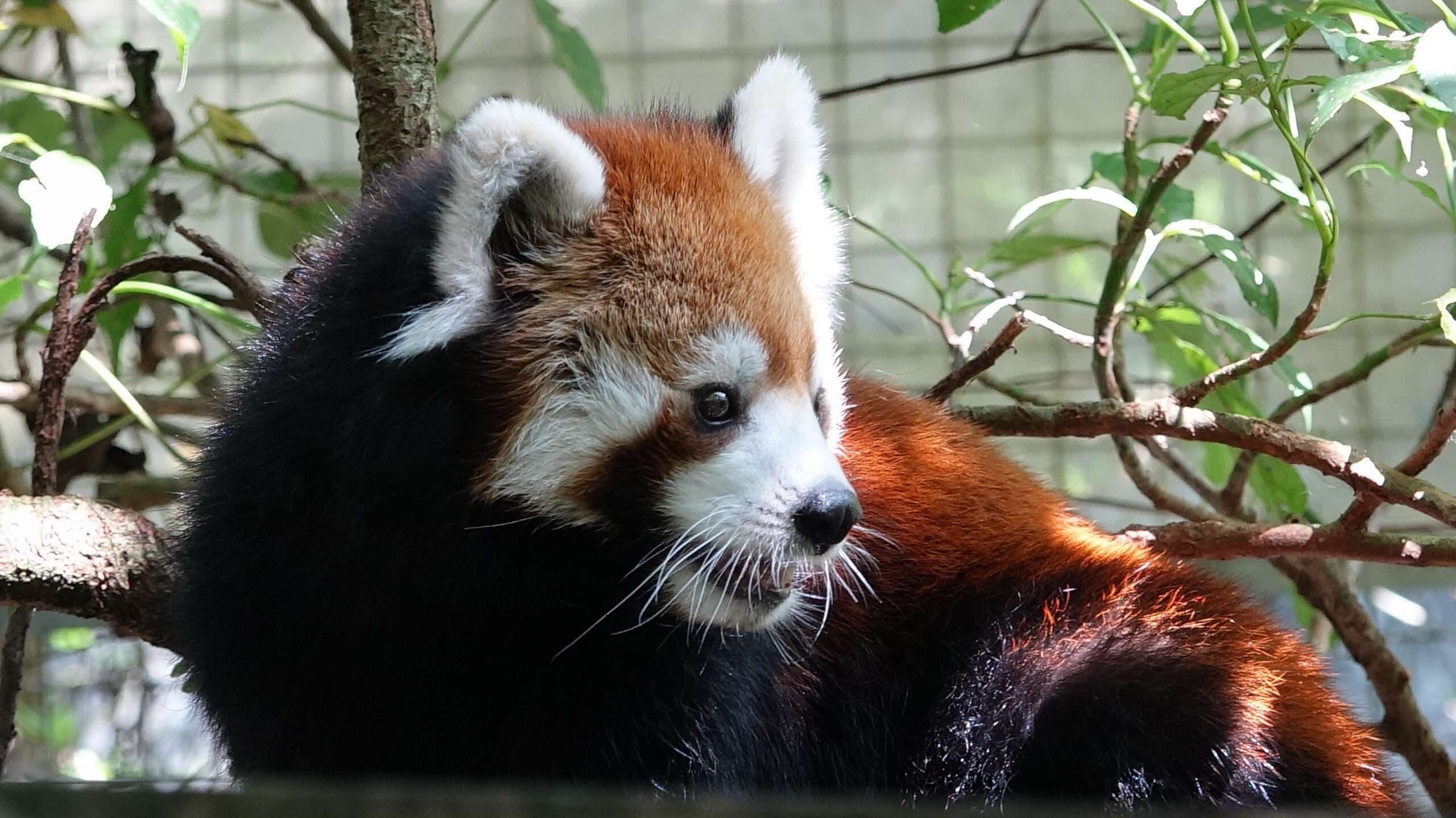 動物園舉辦慰靈祭暨中元普渡法會 緬懷已逝動物 s74f4sf4 scaled