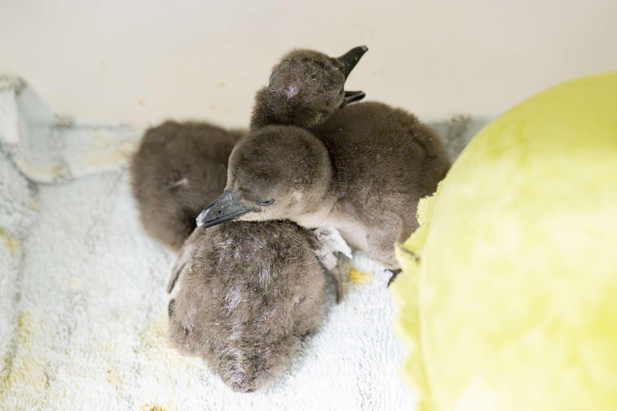 好萌!黑腳企鵝家族添7小福 動物園:2隻已換毛完成 五隻企鵝寶寶一個多月前還只有手掌大小 0