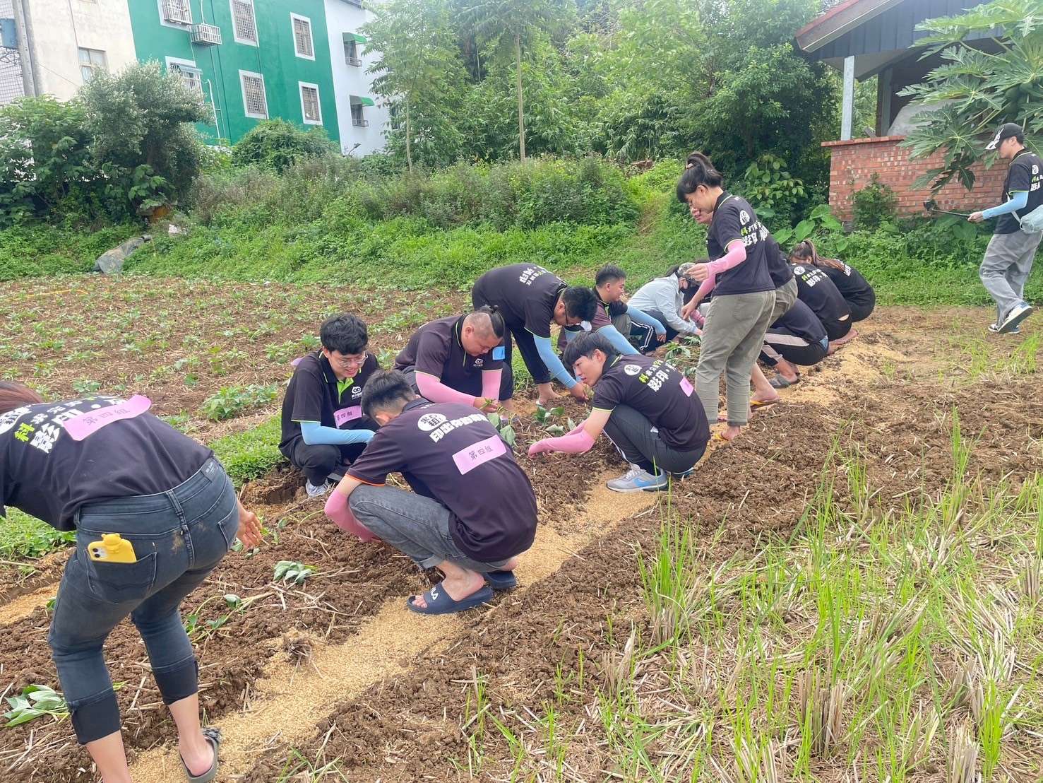圖2、科宇員工體驗農作過程，將百多株的地瓜葉種植至土裡 0