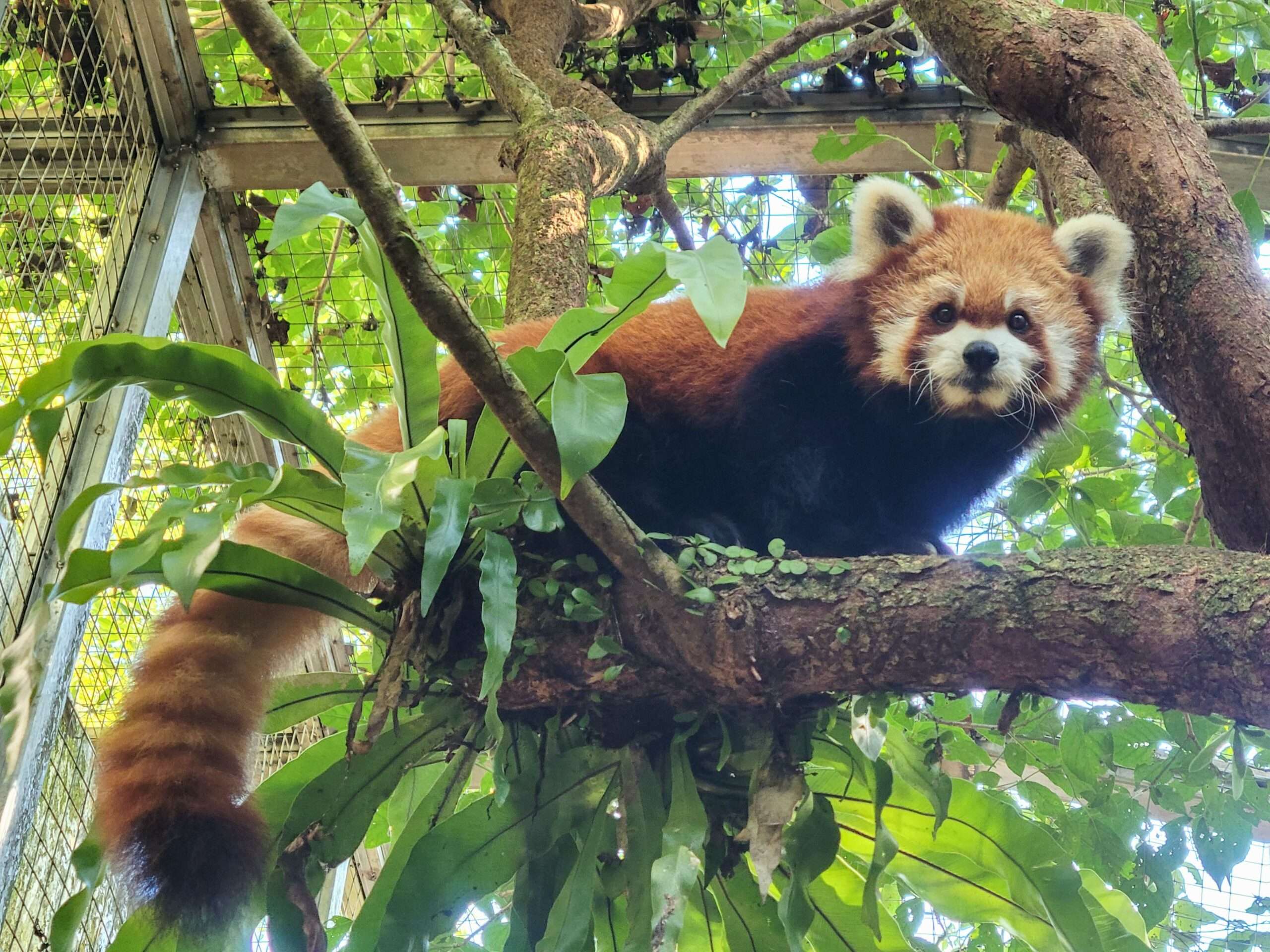 動物園舉辦慰靈祭暨中元普渡法會 緬懷已逝動物 小貓熊「YaYa」 0 scaled
