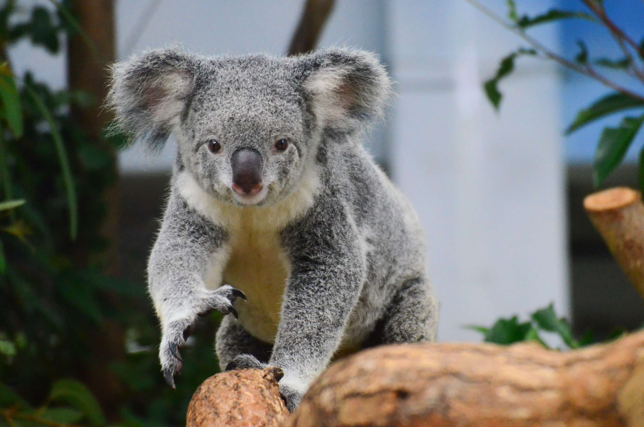動物園舉辦慰靈祭暨中元普渡法會 緬懷已逝動物 無尾熊「Nicole」 0 scaled