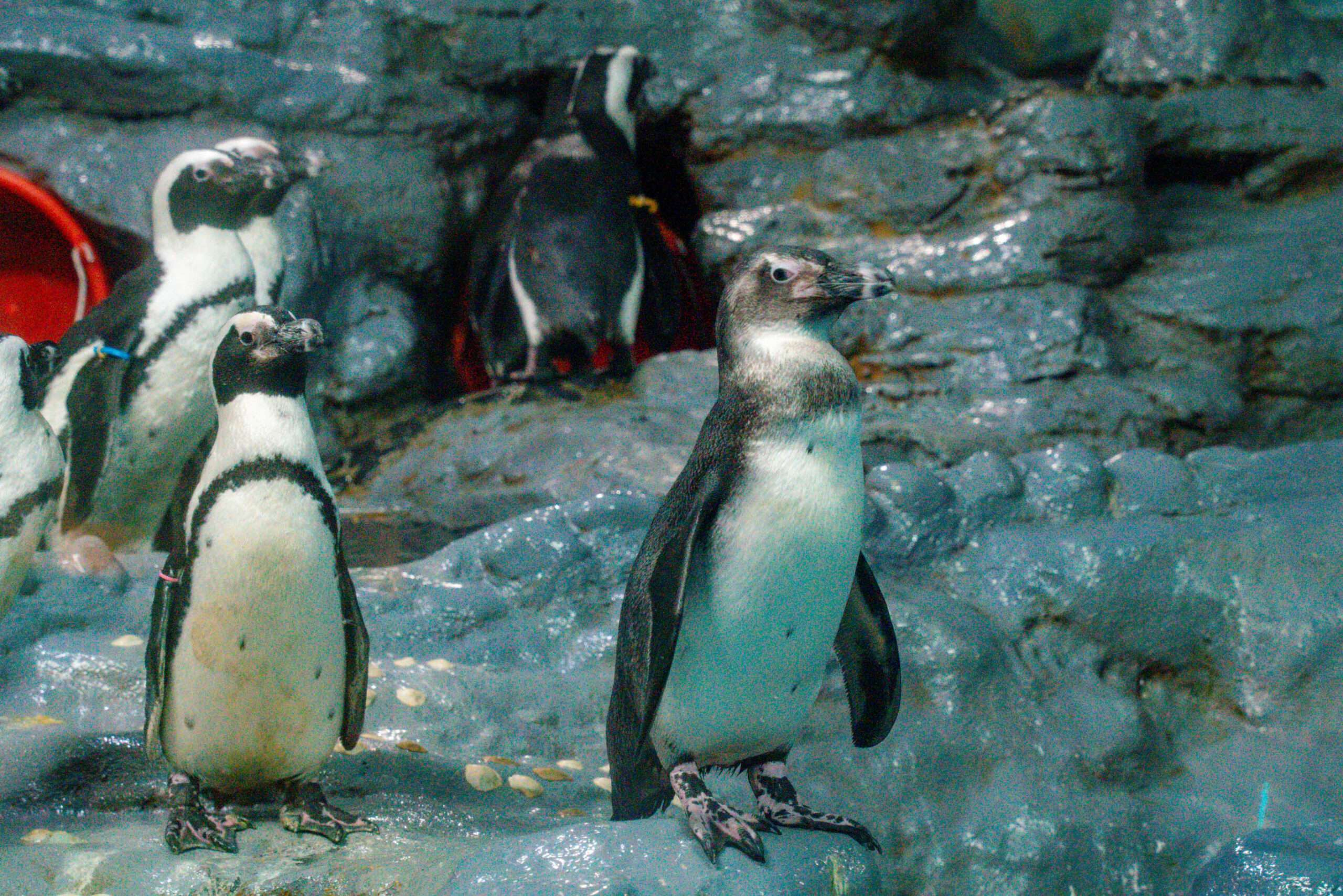 好萌!黑腳企鵝家族添7小福 動物園:2隻已換毛完成 黑腳企鵝成鳥與亞成鳥比一比 0 scaled