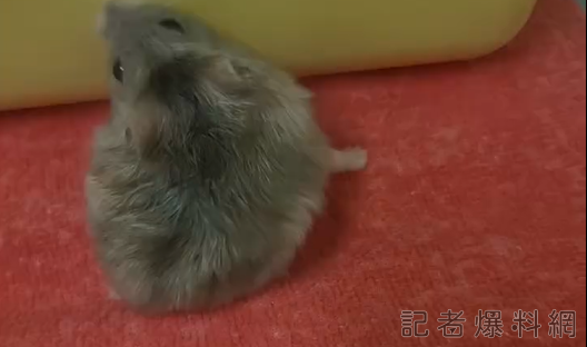 扯！男子把倉鼠摔死 自拍PO網遭撻伐