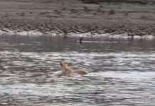 許厝港夜鷺遭遊蕩犬攻擊 桃園動保處派員搜捕