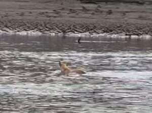 許厝港夜鷺遭遊蕩犬攻擊 桃園動保處派員搜捕