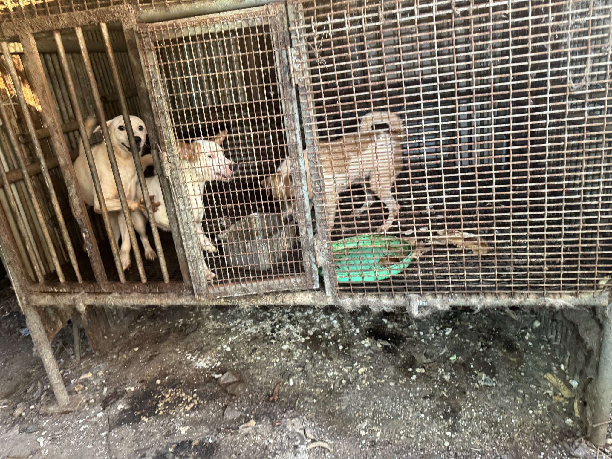 殘忍!越籍女疑殺狗賣肉 桃園動保處扣留28犬隻 459554872 864251569134178 7294128859194970862 n