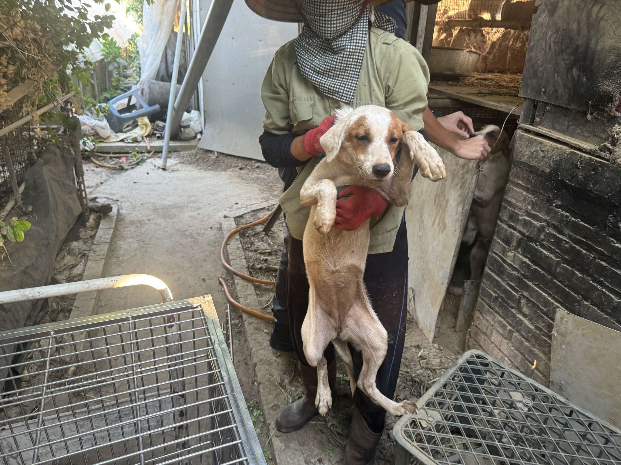 殘忍!越籍女疑殺狗賣肉 桃園動保處扣留28犬隻 459562520 864251512467517 822095522479215137 n