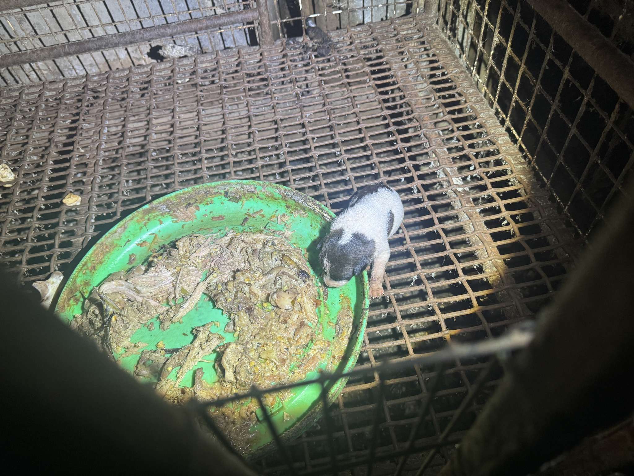 殘忍!越籍女疑殺狗賣肉 桃園動保處扣留28犬隻 459809153 864251509134184 7742254299420695956 n