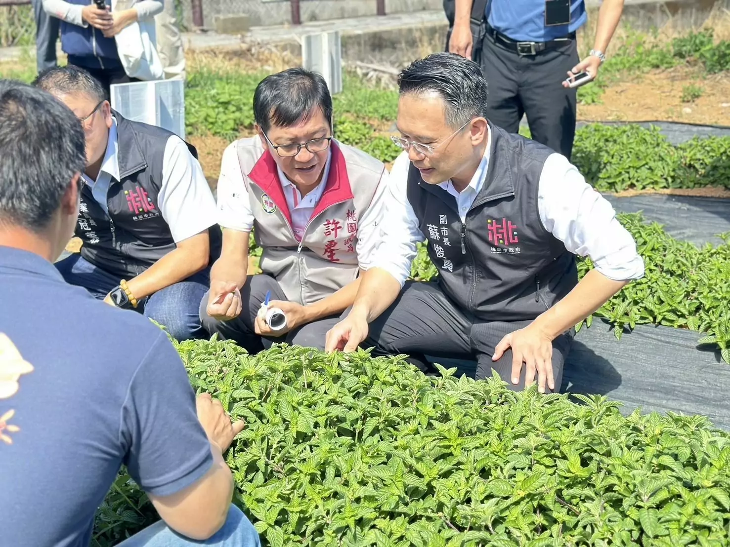 桃園輔導環境友善農法 紙膜栽種仙草成效佳 桃園輔導環境友善農法 紙膜栽種仙草成效佳