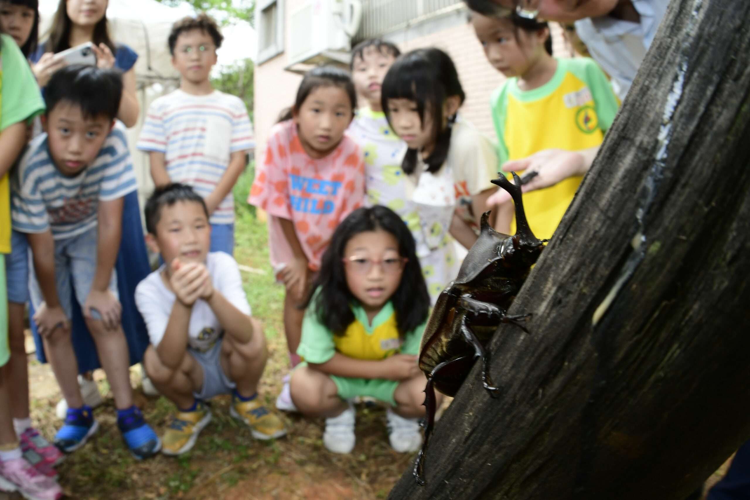 內壢自立國小營造生態棲地 獨角仙自在飛翔 觀察獨角仙生態課程 0 scaled