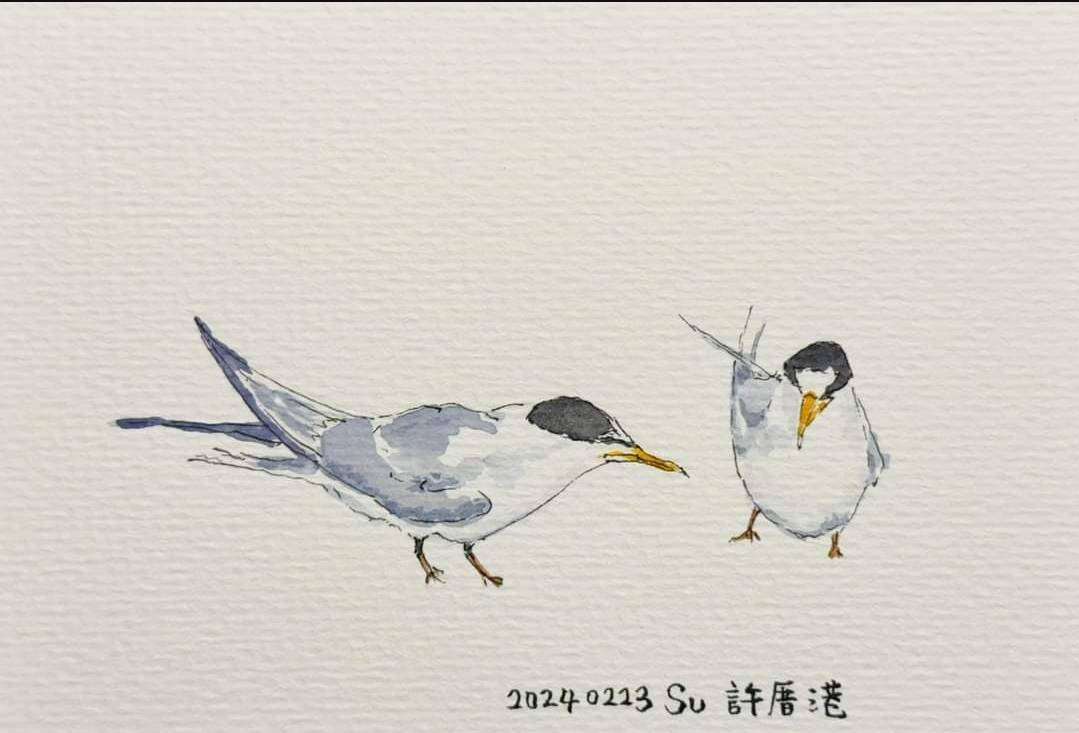 桃園小燕鷗今年最多!蘇俊賓感謝這三個單位通力合作 1181065