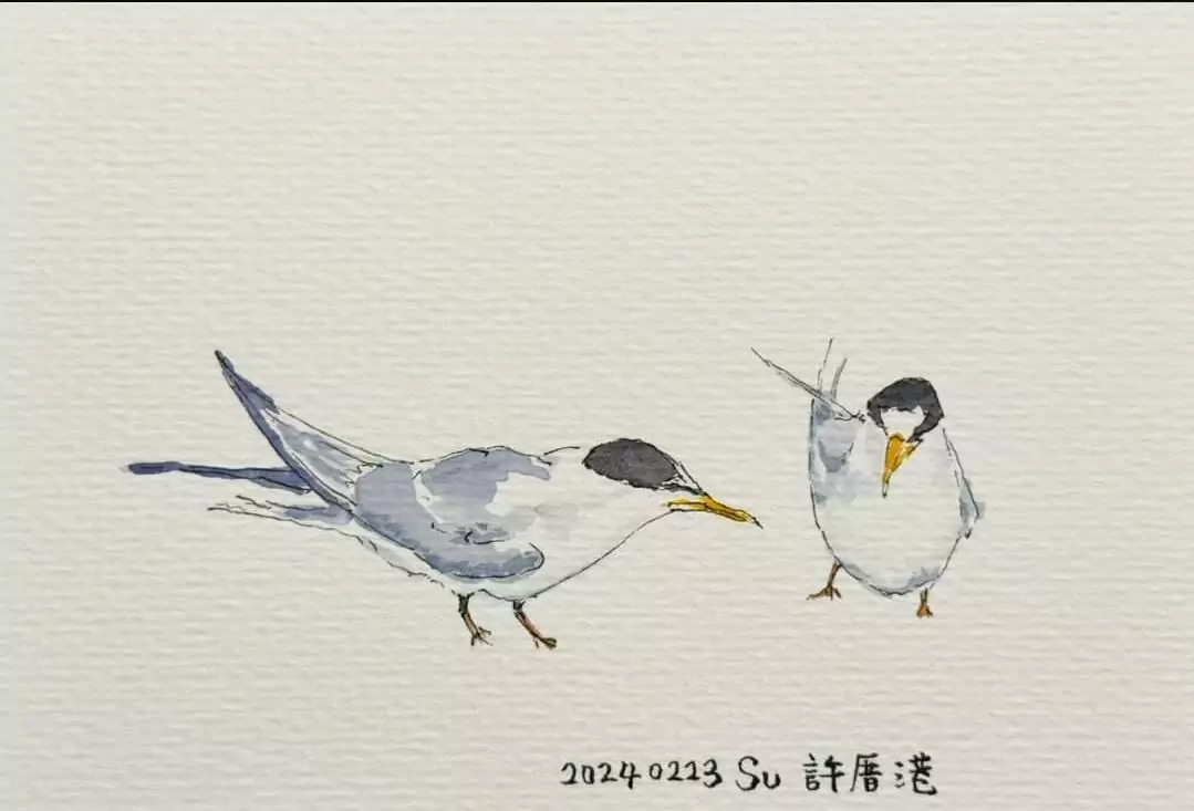 桃園小燕鷗今年最多!蘇俊賓感謝這三個單位通力合作 桃園小燕鷗今年最多!蘇俊賓感謝這三個單位通力合作