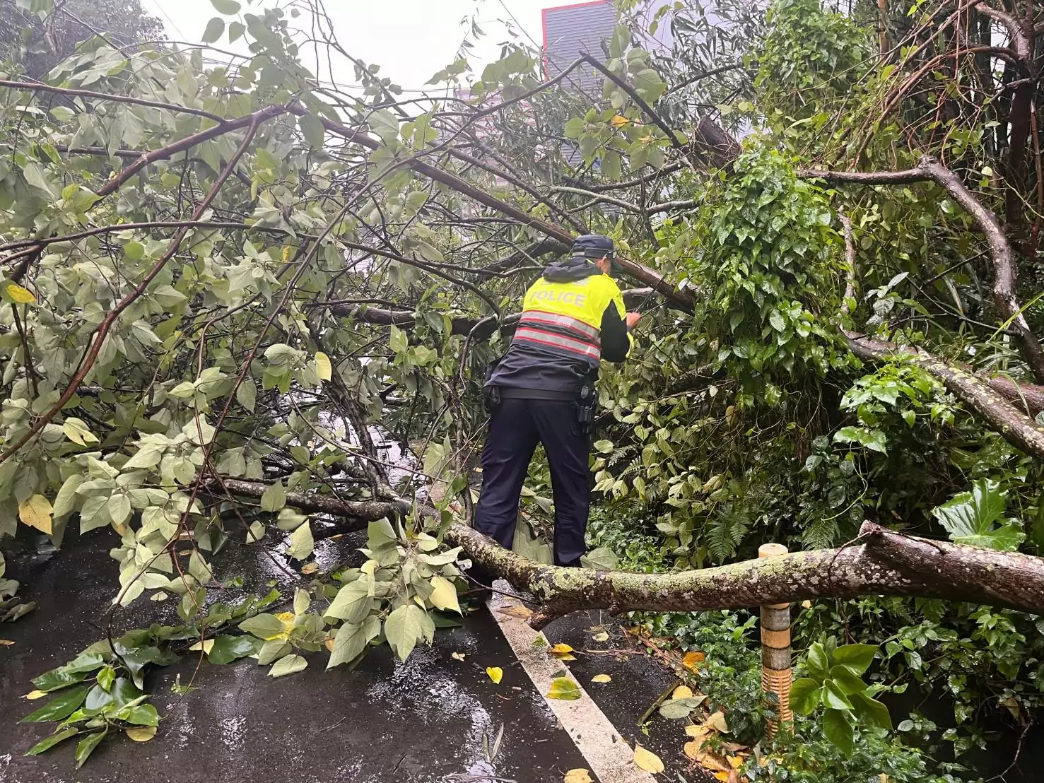 康芮襲台多處路樹倒塌 龍潭警交管守護用路人安全 康芮襲台多處路樹倒塌 龍潭警交管守護用路人安全