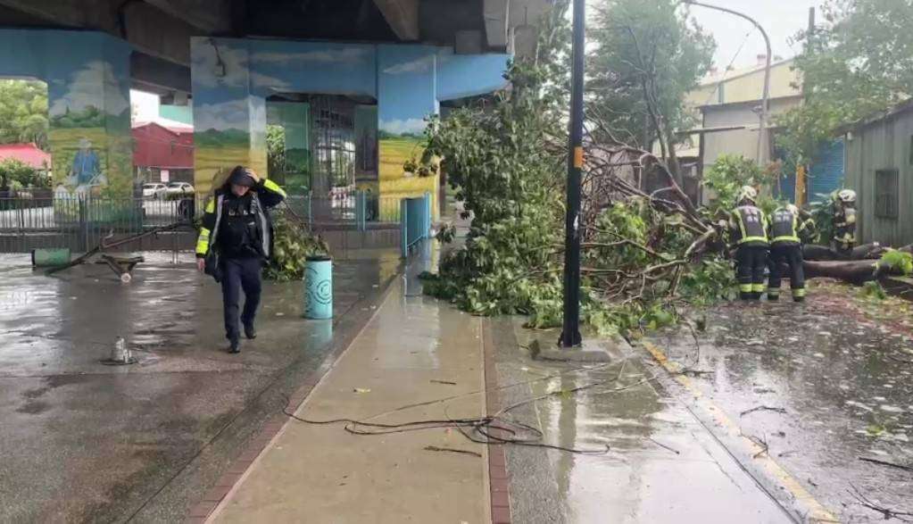 康芮來襲路樹倒塌 桃警籲用路人小心通行 337178